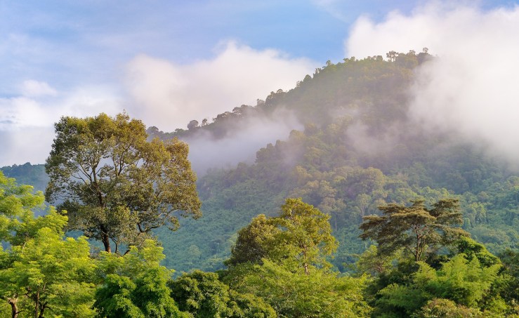 Khao-Yai Misty Rain Forest
